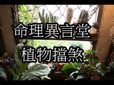 鎮宅擋煞植物|擋煞植物實測：效果驚人